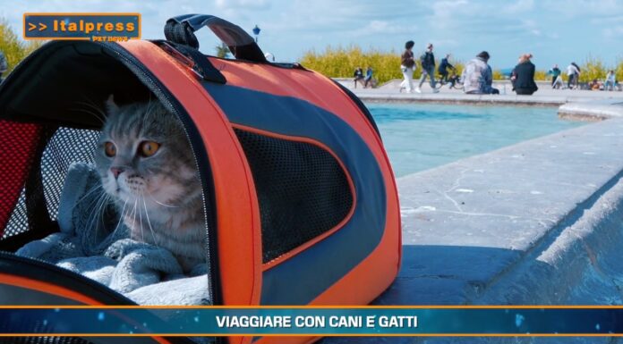 PetNews Magazine. – Viaggiare con cani e gatti (video)