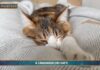 PetNews Magazine. – Il linguaggio dei gatti (video)