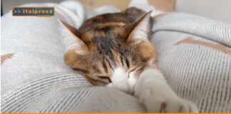 PetNews Magazine. – Il linguaggio dei gatti (video)