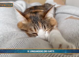 PetNews Magazine. – Il linguaggio dei gatti (video)