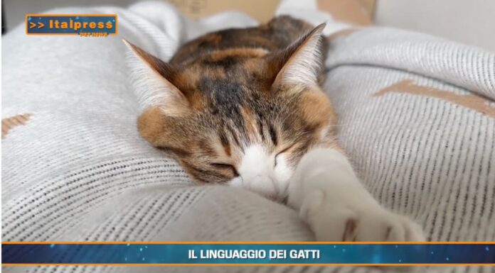 PetNews Magazine. – Il linguaggio dei gatti (video)
