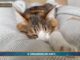 PetNews Magazine. – Il linguaggio dei gatti (video)