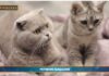 PetNews Magazine. – Due gatti in casa? Ecco i consigli (video)