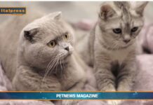 PetNews Magazine. – Due gatti in casa? Ecco i consigli (video)