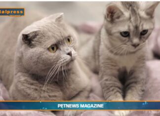 PetNews Magazine. – Due gatti in casa? Ecco i consigli (video)