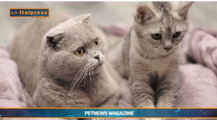PetNews Magazine. – Due gatti in casa? Ecco i consigli (video)