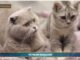 PetNews Magazine. – Due gatti in casa? Ecco i consigli (video)