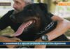 PetNews Magazine. – Il dobermann è il miglior difensore che si possa desiderare (video)