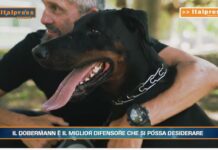 PetNews Magazine. – Il dobermann è il miglior difensore che si possa desiderare (video)