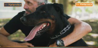 PetNews Magazine. – Il dobermann è il miglior difensore che si possa desiderare (video)