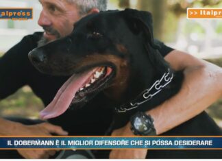 PetNews Magazine. – Il dobermann è il miglior difensore che si possa desiderare (video)