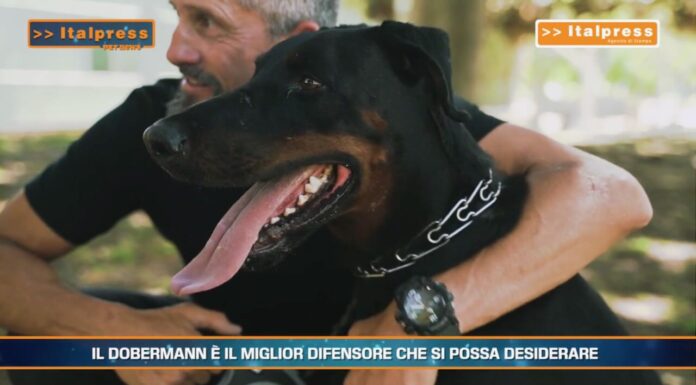 PetNews Magazine. – Il dobermann è il miglior difensore che si possa desiderare (video)