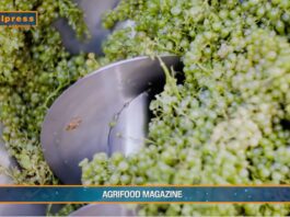 TG AGRIFOOD del 12 febbraio 2025 – L’Ue sblocca 90 milioni di aiuti italiani alla produzione agricola (Video)