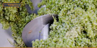 TG AGRIFOOD del 12 febbraio 2025 – L’Ue sblocca 90 milioni di aiuti italiani alla produzione agricola (Video)