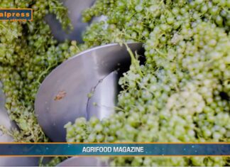 TG AGRIFOOD del 12 febbraio 2025 – L’Ue sblocca 90 milioni di aiuti italiani alla produzione agricola (Video)