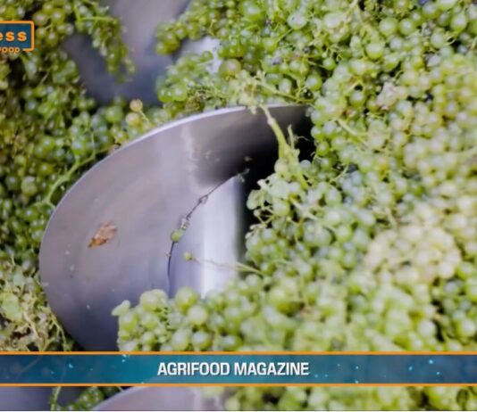 TG AGRIFOOD del 12 febbraio 2025 – L’Ue sblocca 90 milioni di aiuti italiani alla produzione agricola (Video)