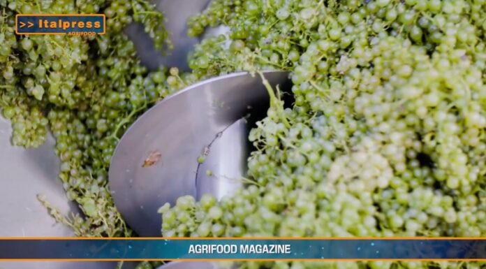 TG AGRIFOOD del 12 febbraio 2025 – L’Ue sblocca 90 milioni di aiuti italiani alla produzione agricola (Video)