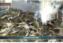 TG AGRIFOOD del 19 febbraio 2025 – Pesca, ruolo di primo piano per l’Italia in Europa (video)