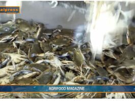 TG AGRIFOOD del 19 febbraio 2025 – Pesca, ruolo di primo piano per l’Italia in Europa (video)