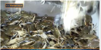 TG AGRIFOOD del 19 febbraio 2025 – Pesca, ruolo di primo piano per l’Italia in Europa (video)