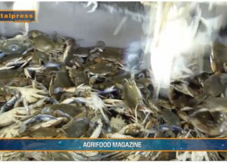 TG AGRIFOOD del 19 febbraio 2025 – Pesca, ruolo di primo piano per l’Italia in Europa (video)