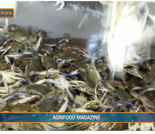 TG AGRIFOOD del 19 febbraio 2025 – Pesca, ruolo di primo piano per l’Italia in Europa (video)