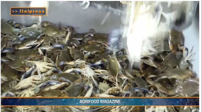 TG AGRIFOOD del 19 febbraio 2025 – Pesca, ruolo di primo piano per l’Italia in Europa (video)