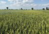 Cereali protagonisti dell’incontro al Consorzio Agrario di Parma l’8 aprile