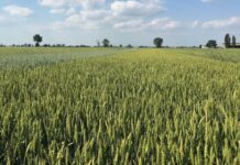 Cereali protagonisti dell’incontro al Consorzio Agrario di Parma l’8 aprile