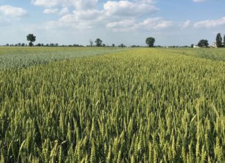 Cereali protagonisti dell’incontro al Consorzio Agrario di Parma l’8 aprile
