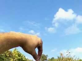 Dalle radici della tradizione vinicola all’innovazione controllata.