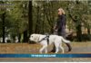 PetNews Magazine. – Viaggiare con cani e gatti (video)