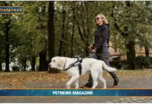 PetNews Magazine. – Viaggiare con cani e gatti (video)