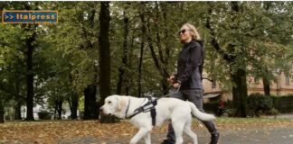 PetNews Magazine. – Viaggiare con cani e gatti (video)