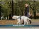 PetNews Magazine. – Viaggiare con cani e gatti (video)