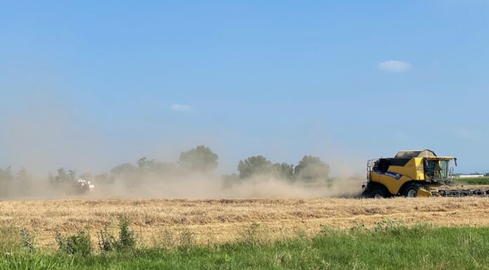 “Cereali e dintorni”. Valori in calo.