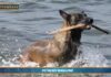 PetNews Magazine. Il pastore belga malinois è il cane più intelligente (video)