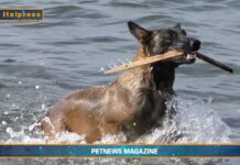 PetNews Magazine. Il pastore belga malinois è il cane più intelligente (video)