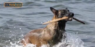 PetNews Magazine. Il pastore belga malinois è il cane più intelligente (video)