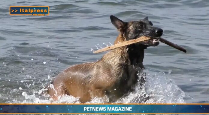 PetNews Magazine. Il pastore belga malinois è il cane più intelligente (video)