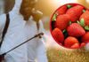 Ancora troppi pesticidi nelle fragole