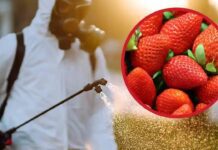 Ancora troppi pesticidi nelle fragole