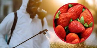 Ancora troppi pesticidi nelle fragole