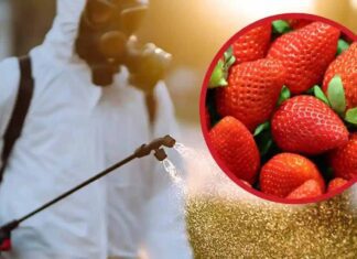 Ancora troppi pesticidi nelle fragole