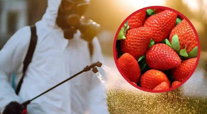 Ancora troppi pesticidi nelle fragole