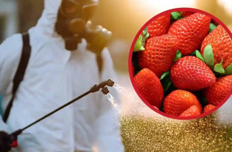 Ancora troppi pesticidi nelle fragole