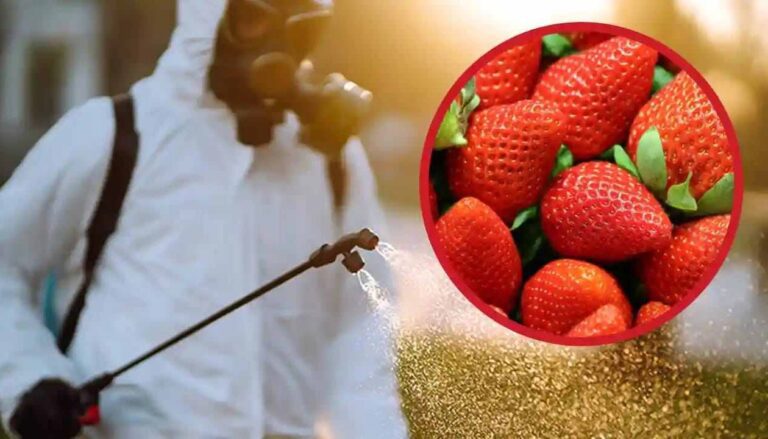 Ancora troppi pesticidi nelle fragole