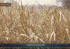 TG AGRIFOOD del 28 MAGGIO 2025 — La crisi climatica colpisce i raccolti globali di grano … (video)