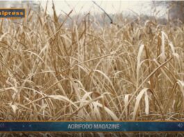 TG AGRIFOOD del 28 MAGGIO 2025 — La crisi climatica colpisce i raccolti globali di grano … (video)
