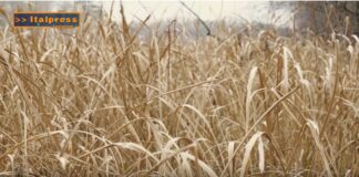 TG AGRIFOOD del 28 MAGGIO 2025 — La crisi climatica colpisce i raccolti globali di grano … (video)